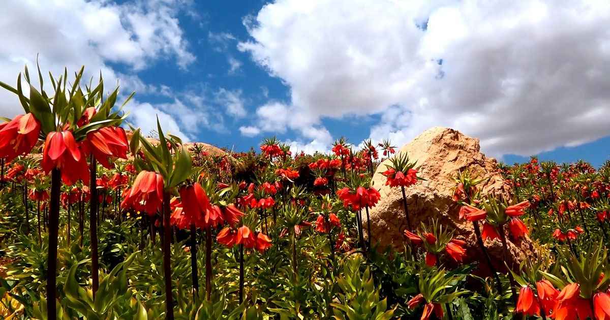 مقدمه ای برای شروع